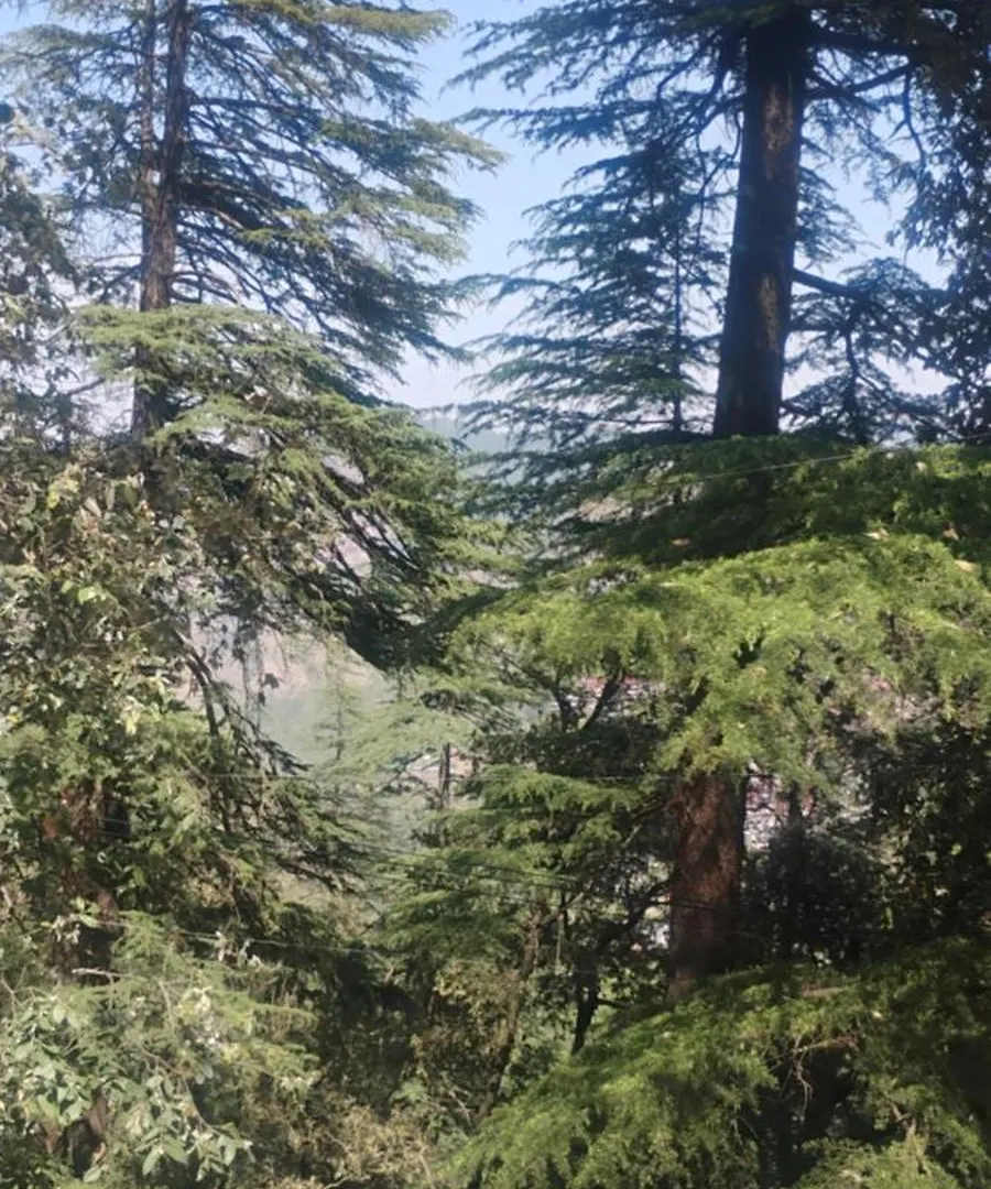 Hotel Blue Forest View Shimla Station touristique