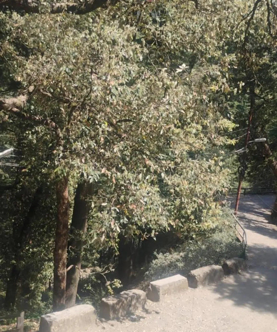 Hotel Blue Forest View Shimla